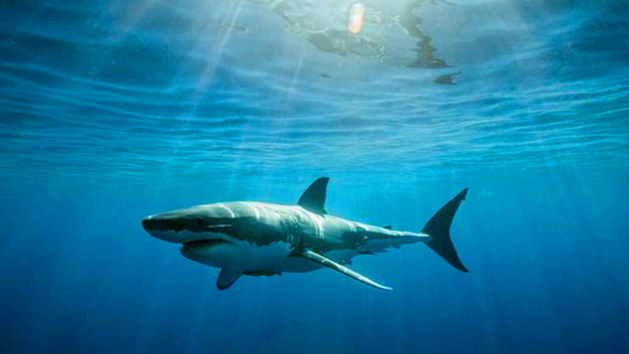 鲨鱼的祖先是什么