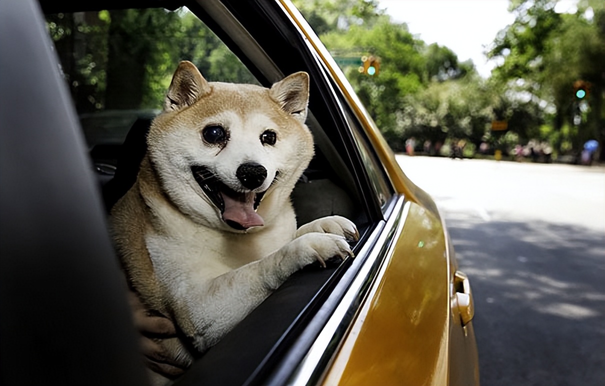 微笑狗图片：微笑狗为何那么吓人