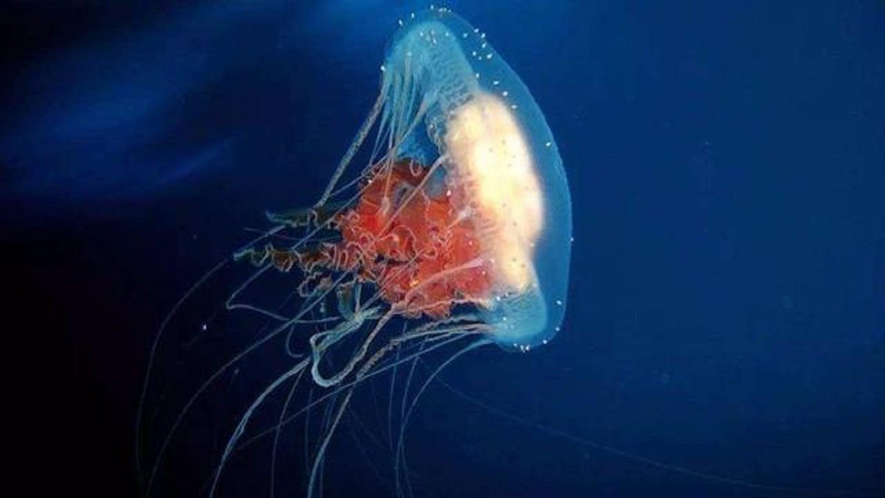 澳洲方水母：世界十大毒王排名