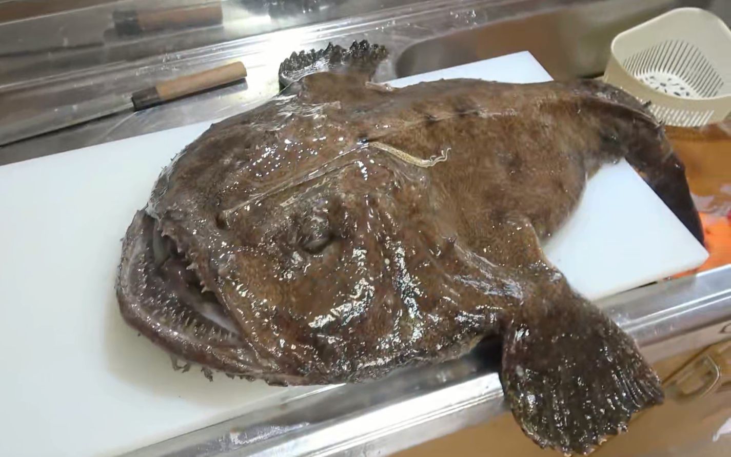 安康鱼图片：来自于深海的奇诡生物