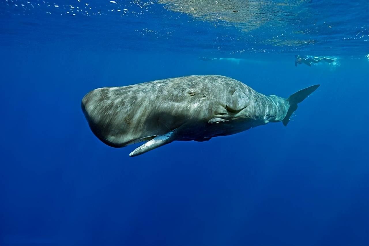 龙涎香来自哪种鲸类