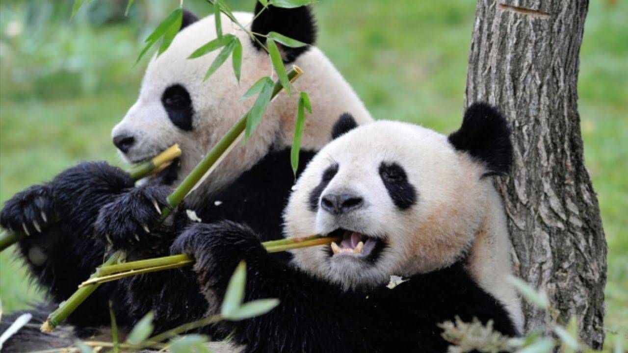 大熊猫吃肉吗