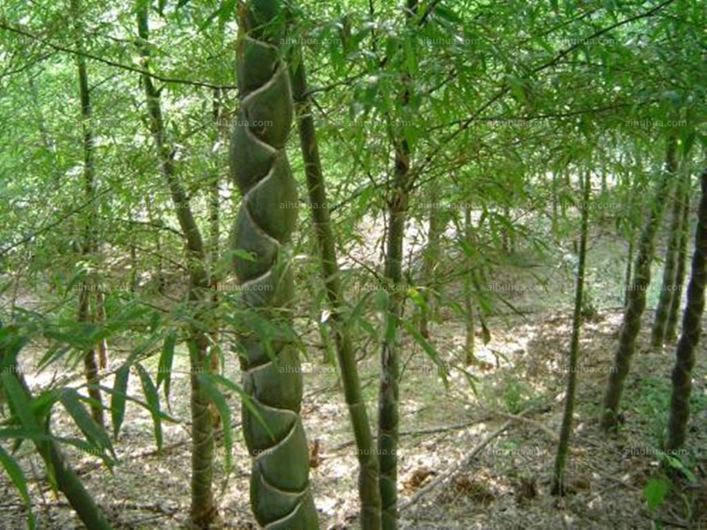 世界上长得最快的植物是什么