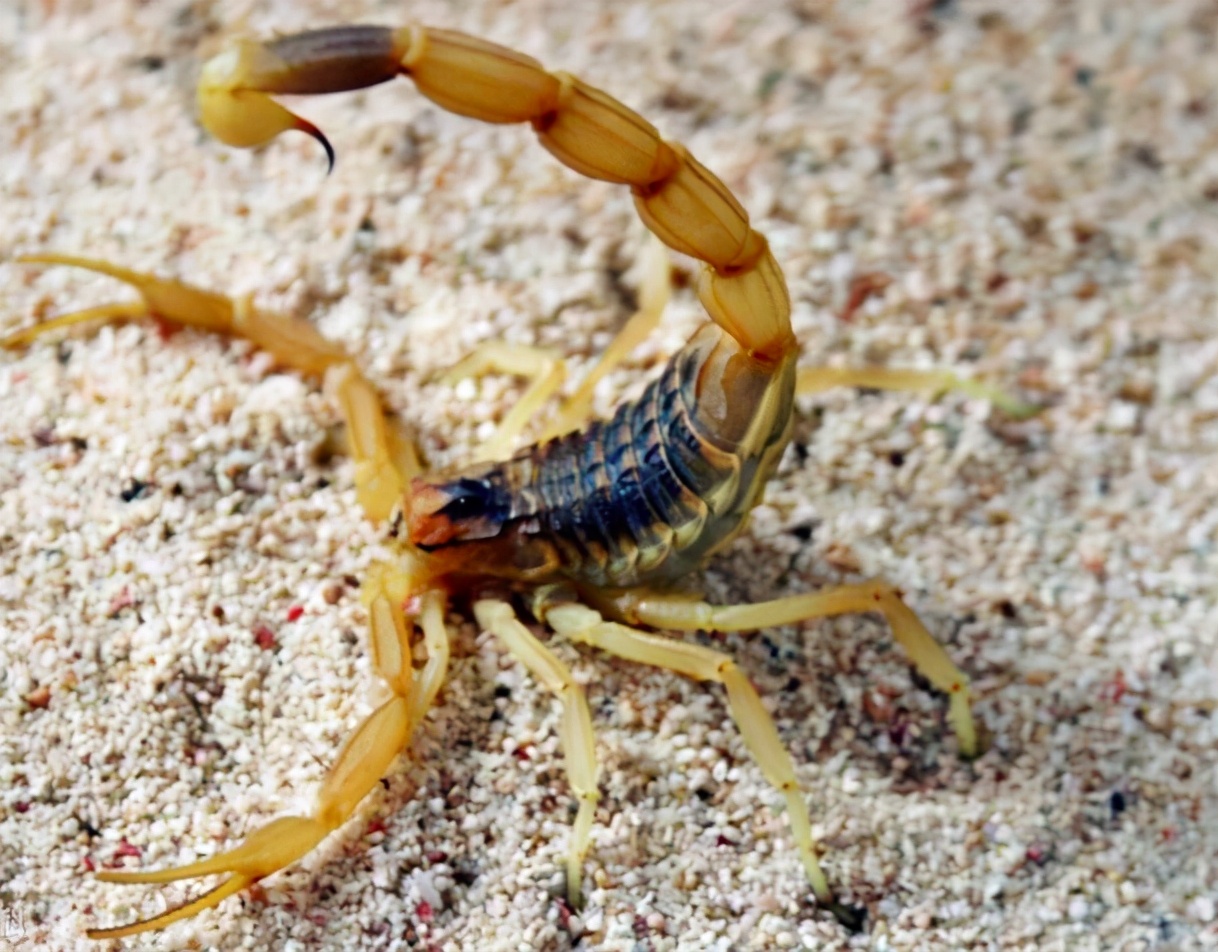 巴勒斯坦毒蝎:世界上毒性最强的物种