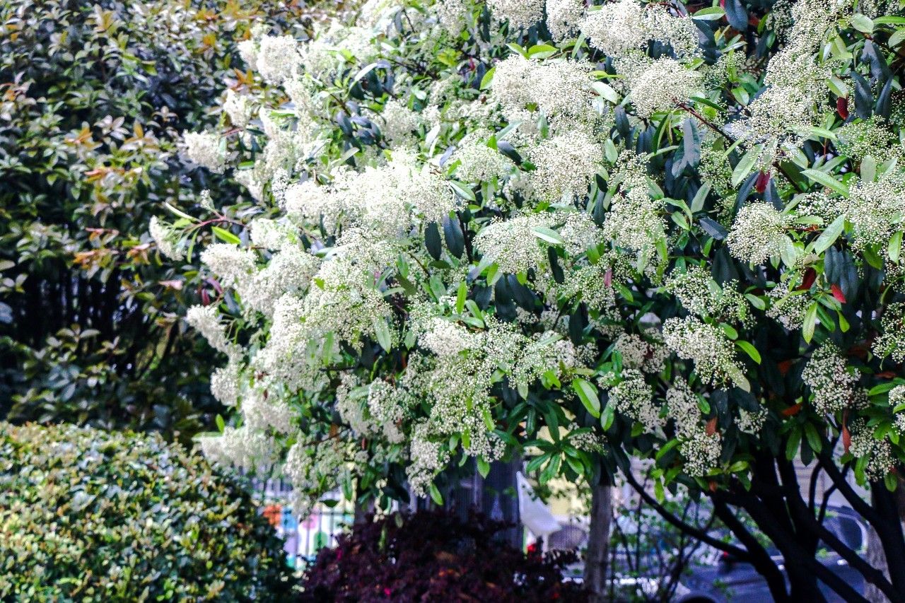 石楠花为什么是精子味