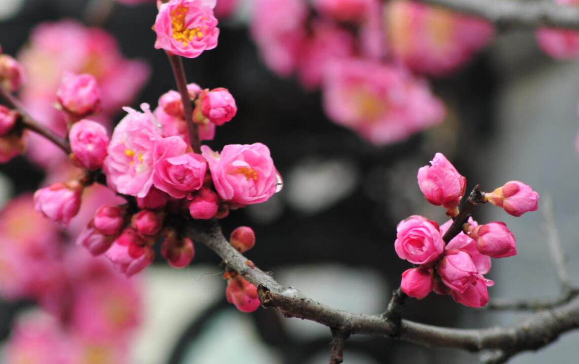 花中君子是什么花