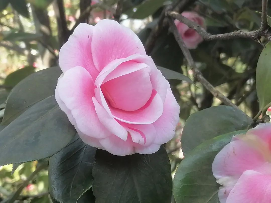 山茶花什么时候开