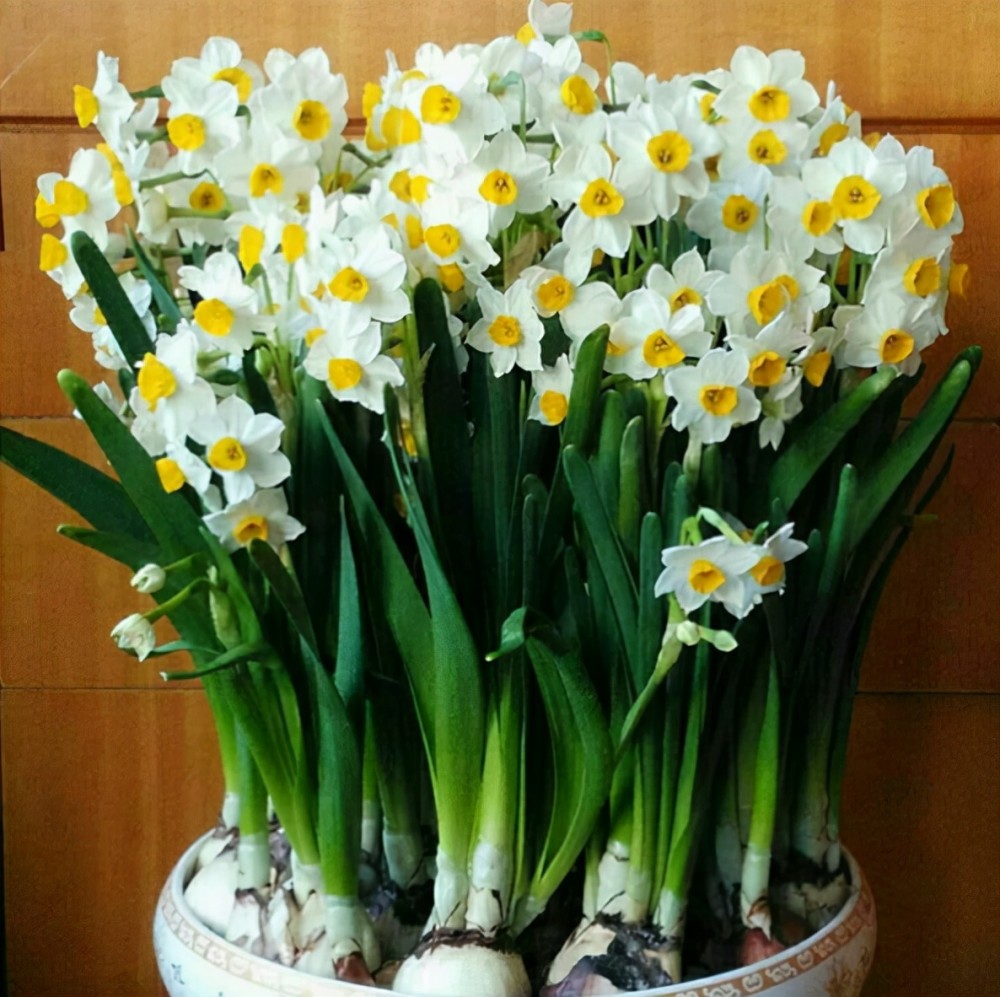 水仙花风水 水仙花风水寓意