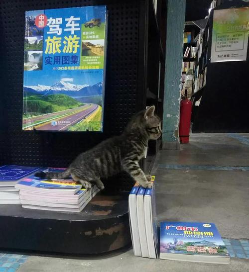 留学加拿大，怎样高考留学两手抓-