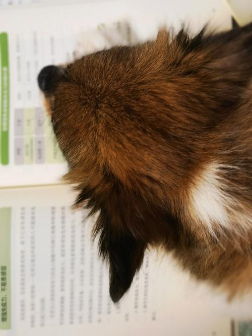 黑猫警长简笔画