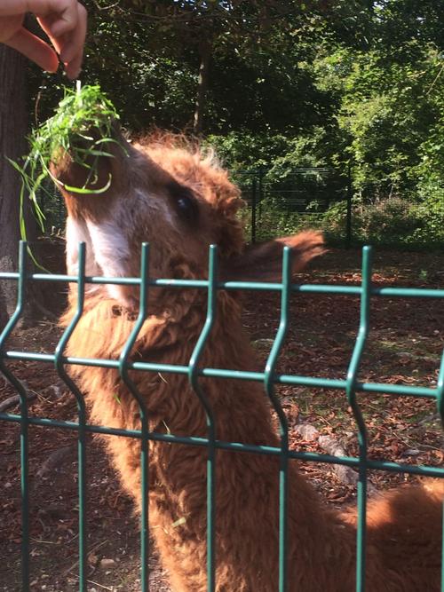 梦瑶出国留学-网红梦瑶